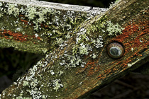[ photo: Light Green & Red Lichen on Old Wood, Sychpant National Park, Cwm Gwaun, Pembrokeshire, Wales UK, August 2010 (img 209-087) ]