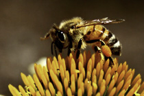 [ photo: Bee on Echinacea Blossom, Santa Rosa, California, USA, Aug 2006 (img 115-004close) ]