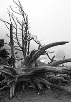[ photo: Tree Roots at Land's End, San Francisco, California, USA, September 1994 (img BW-SF Lands End Rock & Log-v)) ]