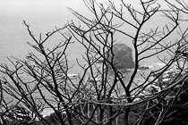 [ photo: Big Rock off Land's End, San Francisco, California, USA, circa 1994 (BW-SF Lands End Rock Ocean Branches) ]