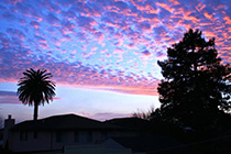 [ photo: 110-001 Dawn Delight in San Bruno ]
