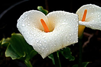 [ photo: 111-065 Cala Lilies after a March Rain ]