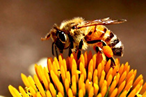 [ photo: 115-004-close Honeybee on an Echinacea Blossom ]