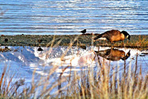 [ photo: 130-074 Early Morning Reflections at Mono Lake ]