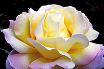 [ photo: 131-075 Peace Rose Blossom ]