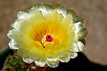 [ photo: 132-058 Sun Cup Cactus Blossom ]