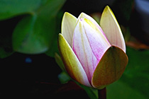 [ photo: 132-085 Pink Water Lily Bud 1 ]