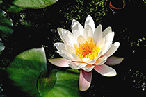 [ photo: 138-088 White Water Lily Blossom ]