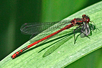 [ photo: 138-094close Red Dragonfly on a Reed Frond ]