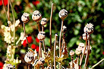 [ photo: 141-070 Seed Heads from Oriental Poppies 1 ]