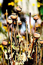 [ photo: 141-075 Seed Heads from Oriental Poppies 2 ]