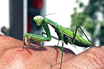 [ photo: 142-077 Praying Mantis Communion ]