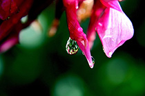 [ photo: 143-014 Reflections in a Cactus Blossom Dew Drop ]