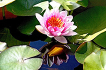 [ photo: 143-059 Pink Water Lily and Reflection ]