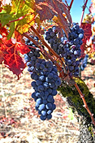 [ photo: 143-086 Sonoma Autumn Grapes 1 ]