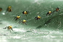 [ photo: 151-023close Spiderlings on a Rubbish Bin Lid ]