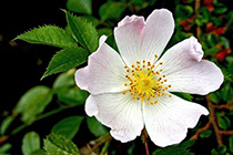[ photo: 154-028 Prickly Wild Rose — Rosa Acicularis ]