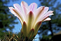 [ photo: 160-008 Cactus Blossom from Beneath ]