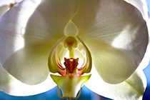 [ photo: 162-085close White Phalaenopsis Orchid Close-up ]