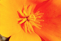 [ photo: 207-006 California Poppy Close-up ]