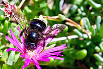[ photo: 286-075veryClose Black Bee on Ice Plant Blossom ]
