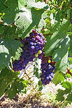 [ photo: 289-044 Sonoma End of Summer Grapes ]
