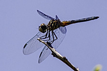 [ photo: 296-043 Female Blue Dasher Dragonfly 1 ]