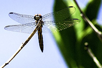[ photo: 296-072 Female Blue Dasher Dragonfly 2 ]
