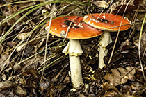 [ photo: 302-078 Amanita Muscaria Mushrooms, fully opened ]
