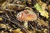 [ photo: 302-081 Amanita Muscaria Mushroom Cap ]