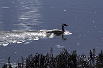 [ photo: 303-004 Canada Goose on Laguna de Santa Rosa ]
