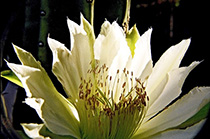 [ photo: NC-9145-08 Queen of the Night Cactus Blossom ]