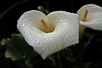 [ photo: Cala Lilies After a March Rain, Santa Rosa, California, USA, March 2006 (img 111-065) ]