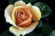 [ photo: Sutter's Gold Rose Bud, Santa Rosa, California, USA, April 2007 (img 121-033close) ]