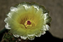 [ photo: Parodia Concinna (Sun Cup) Cactus Blossom, Santa Rosa, California, USA, May 2007 (img 132-058) ]