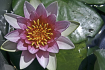 [ photo: Pink Water Lily, Santa Rosa, California, USA, May 2007 (img 132-082) ]