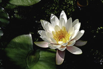 [ photo: White Water Lily, Arnhem, Netherlands, June 2007 (img 138-088) ]