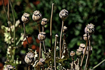 [ photo: Dried Oriental Poppy Pods, Santa Rosa California, USA, July 2007 (img 141-070) ]