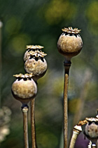 [ photo: Dried Oriental Poppy Pods, Santa Rosa, California, USA, July 2007 (img 141-074) ]