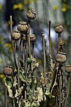 [ photo: Dried Oriental Poppy Pods, Santa Rosa, California, USA, July 2007 (img141-075) ]