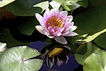 [ photo: Pink Water Lily and Reflection, Santa Rosa, California, USA (img 143-059) ]