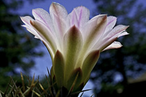 [ photo: Cactus Blossom from Beneath, Santa Rosa, California, USA, August 2008 (img 160-008) ]