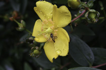 [ photo: Hoverfly on a Yellow Blossom, Clitheroe, West Yorkshire, England UK, August 2011 (img 225-005\) ]