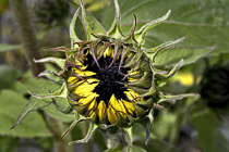 [ photo: Sunflower Bud, Llanycefn, Pembrokshire, Wales UK, September 2011 (img 228-069) ]