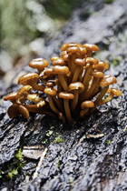 [ photo: Orange Mushrooms Growing Out of a Log, Camp Latgawa, Eagle Point, Oregon, USA, October 2012 (img 273-100) ]