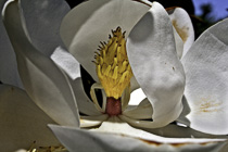 [ photo: Southern Magnolia Blossom closeup, Santa Rosa, California, USA, June 2013 (286-088MagnoliaBlossom) ]