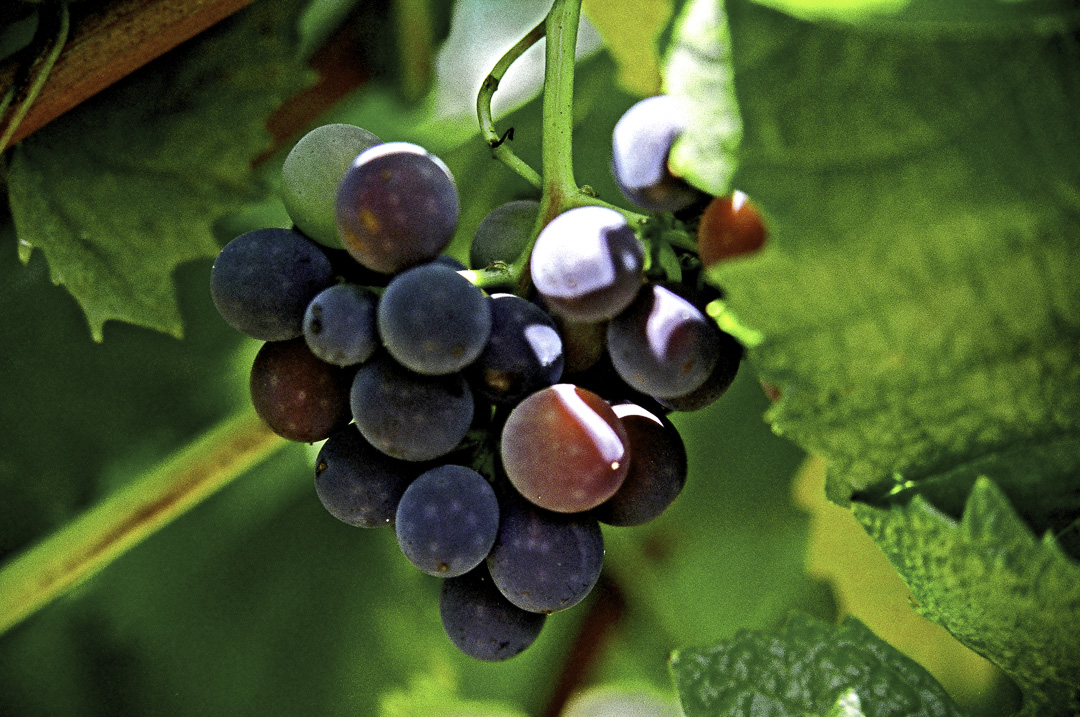 [photo] Grapes in Sonoma County, California, USA