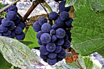 [ photo: Sonoma Grapes 3, Sonoma County, California, USA, October 2010, (img 221-032) ]