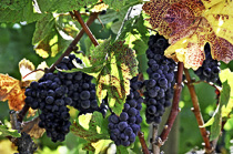 [ photo: Sonoma Grapes 11, Sonoma County, California, USA, September 2004, (img NC-5590-21h) ]