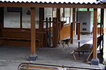 [ photo: Kangra Valley Railway Station with Dog and Bench, Kangra Valley, Himachal Pradesh, India, February 2010 (img 187-016) ]